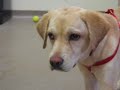 spca