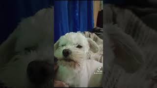 Mi Hermano Y Su