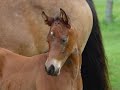 Little Gunolenas foals slide