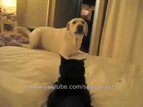 funny cats and dogs video. CATS LOVE DOGS - ZUPPER