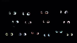 Shopkins Wild - Eyes In The Dark