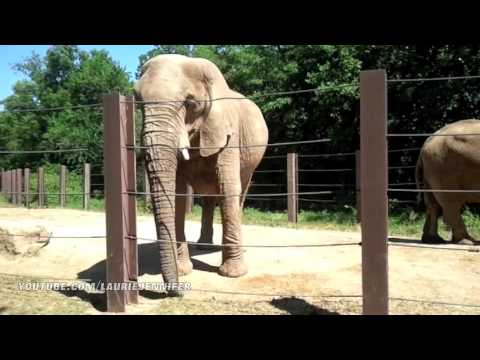 Feeding the Elephants - Kansas City Zoo - YouTube