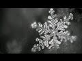 美しい雪の結晶　Crystal of snow.　4K・UHD