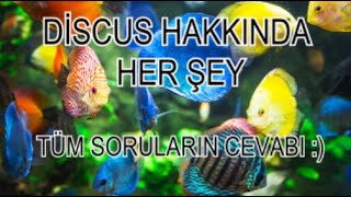 Discus Hakkında Her Şey Tüm Soruların Cevapları