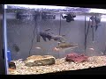 Title:Large Mouth Bass feeding on Goldfish Description:Watch my Large Mouth Bass, My Blue Gill and A BLack Crappie (all Babies) take out 11 goldfish in about 45 seconds. AND they could have eaten more..