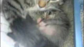 Gigi Kitty
