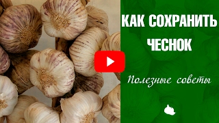 Как сохранить чеснок в домашних условиях для посадки весной Как сохранить чеснок в домашних условиях для