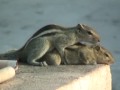 Mating Palm Squirrels