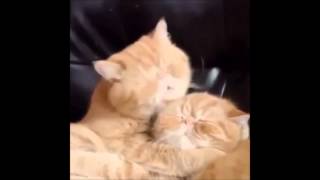Котики целуются взасос