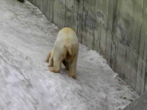 ホッキョクグマの赤ちゃん＠札幌円山動物園（2009／3／22）その２