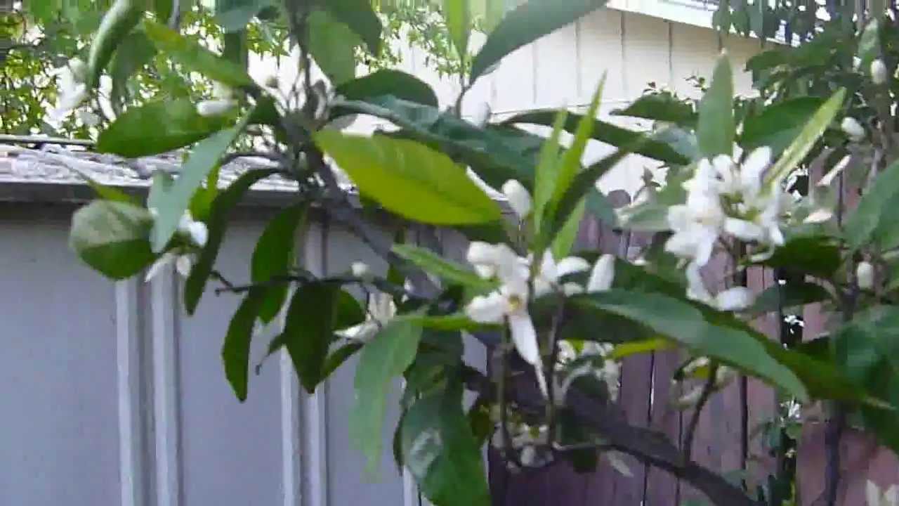 Tangerine Tree Pruning YouTube