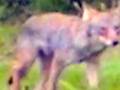 Coyote Chase Stalk Deer Rare View Attack Kill Animal