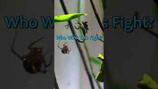 A Young Scorpion Falls Into A Red House Spiders Web