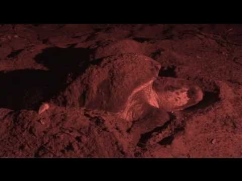 Loggerhead Sea Turtle Nesting - Botany Bay Plantation WMA