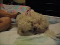 French Poodle Puppy Birth Part I