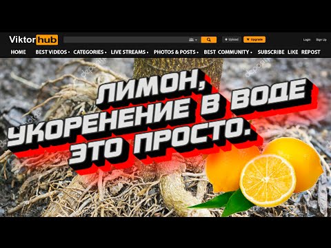 Размножение лимона из черенков Размножение лимона из черенков