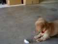 Waffle the goldendoodle puppy vs an ice cube.