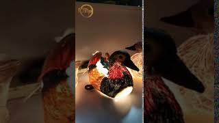 Mandarin Duck Modeling Lights