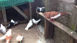 Kaftar Afghani Afghan Pigeons , Hamburg Germany 2015