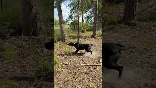 Scp Gamora, Raven X Drogo Daughter. 9 Months Old.