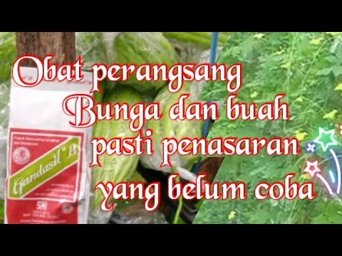 Obat perangsang buanga dan buah