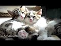 Kittens and Cats sleeping in wierd, awkward but funny and cute positions 2017