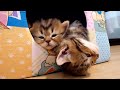 Kittens and Cats sleeping in wierd, awkward but funny and cute positions 2017