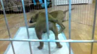 Video American Staffordshire Dogcenter