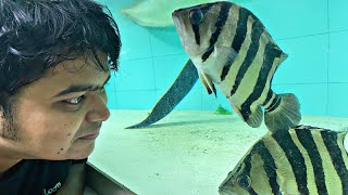 Datnoid Care How To Maintain Colour Of Fish What To Feed Datnoid