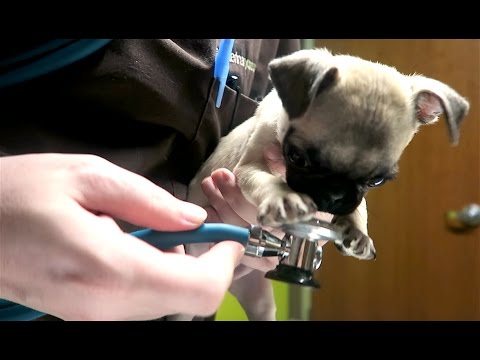 guppy the pug guppy videolike guppy the pug guppy videolike