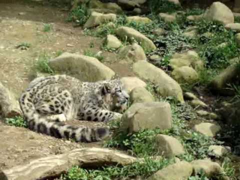 ユキヒョウ＠多摩動物公園（2010．05） - 1／2