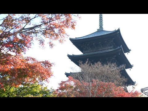 京都 東寺 紅葉(4K) カエデ・エリシア京都 caede|L’ELISIR KYOTO[Toji, Kyoto Red Leaves]