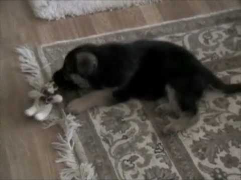 7 week german shepherd puppy 1 german shepherd puppy 7 weeks 7 week german shepherd puppy 1 german shepherd puppy 7 weeks