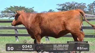 LOTE 50 - VENTRES ANGUS - LEILÃO SÃO BIBIANO 2021