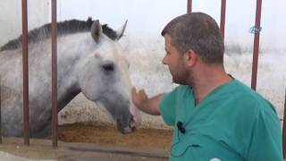 Safkan İngiliz ve Arap Atları Panzehir Üretiyor