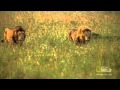 Aslan vs. Aslan