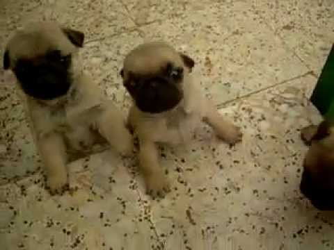 marshmellow the white pug carlinos pug marshmellow marshmellow the white pug carlinos pug marshmellow