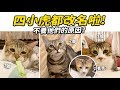 【四小虎都改名啦!不養他們的原因?】志銘與狸貓