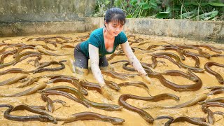 Catch A Lot Of Eels In The Swamp Goes To Countryside Market Sell Phương Free Bushcraft