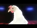 J.Geco - Chicken Song