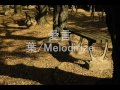愛言葉/Melodirize