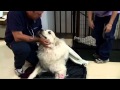 Watch Randolph veterinarian uses new stem cell therapy on ailing pets Video