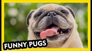 Amazing Pug Videos - Funny Dogs Part 1