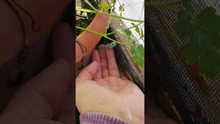 Caterpillars Are Ticklish Lol