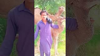 Camel Crying