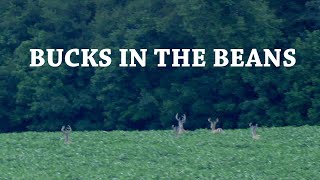 Bean Field Scouting - PUBLIC LAND - July 2022