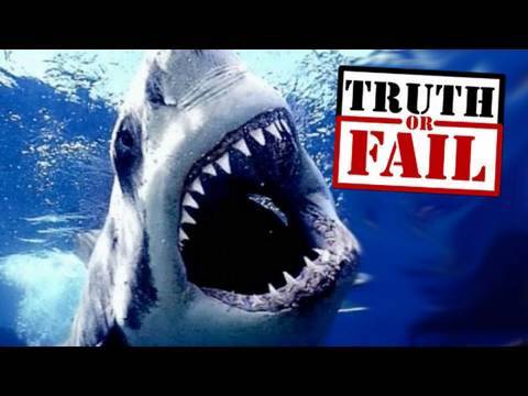 Shark Week Trivia