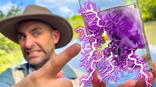 Jellyfish Jolt! Coyote's Shocking Experiment!