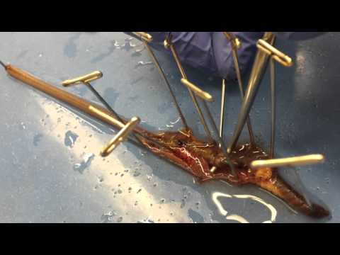 earthworm dissection tutorial 3110 videolike earthworm dissection tutorial 3110 videolike