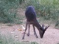 Daněk na vnadišti I.
